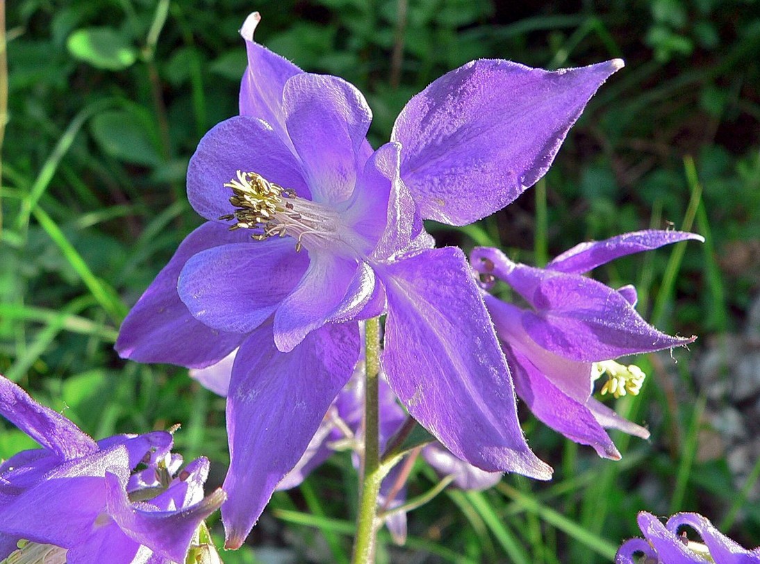 photo Ancolie commune