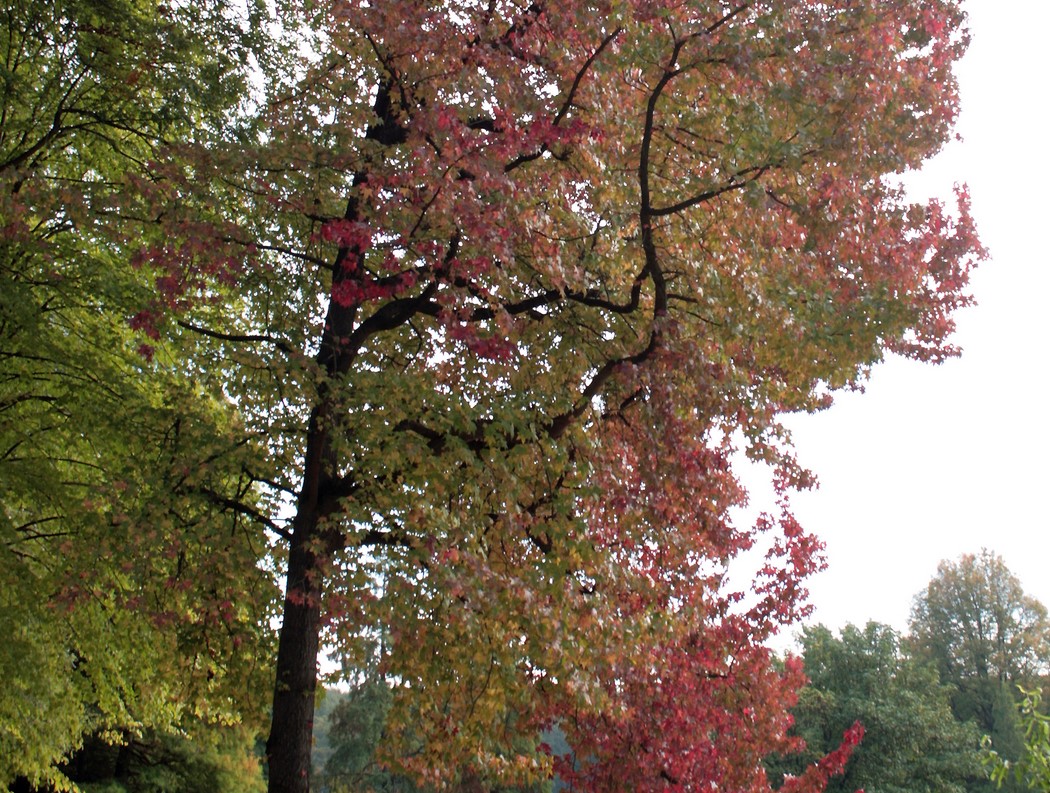 photo Copalme d'Amérique