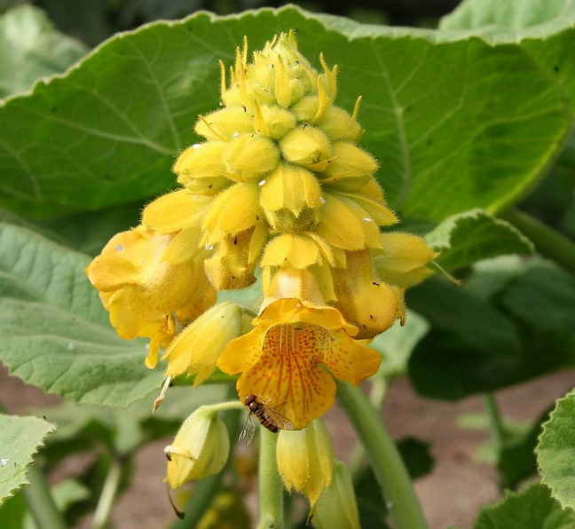 photo Ibicella lutea