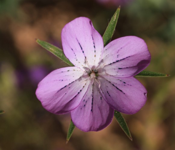 photo Nielle des blés