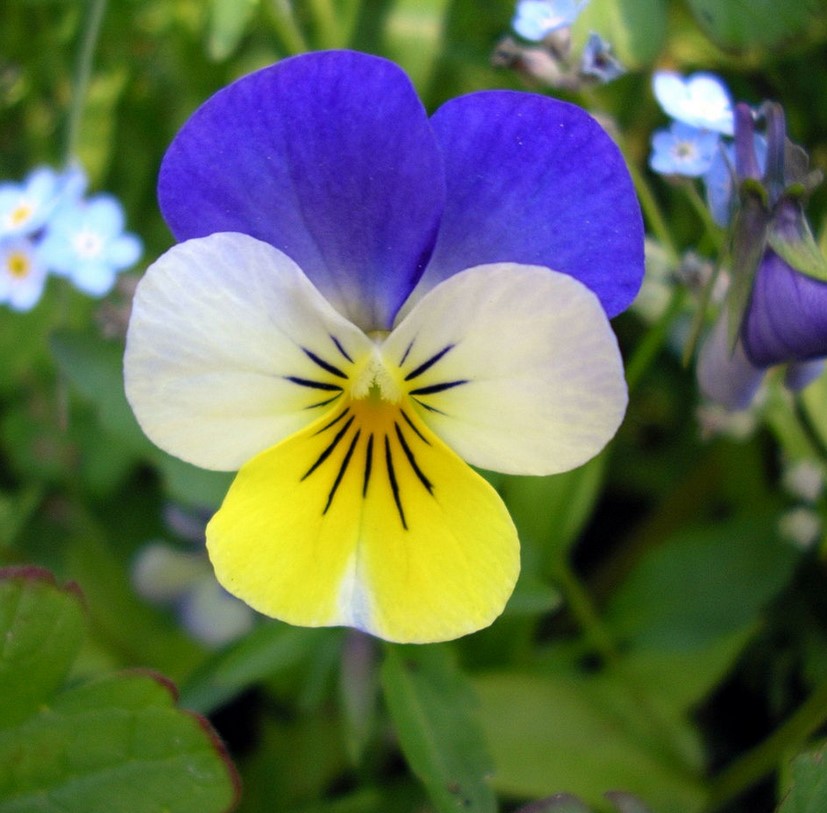 photo Pensée sauvage