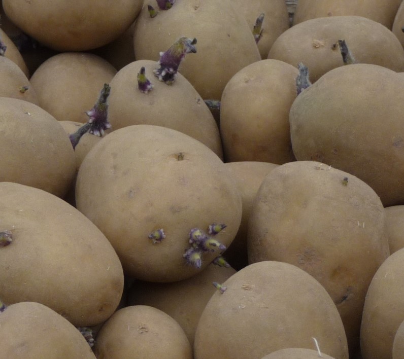 photo Pomme de terre