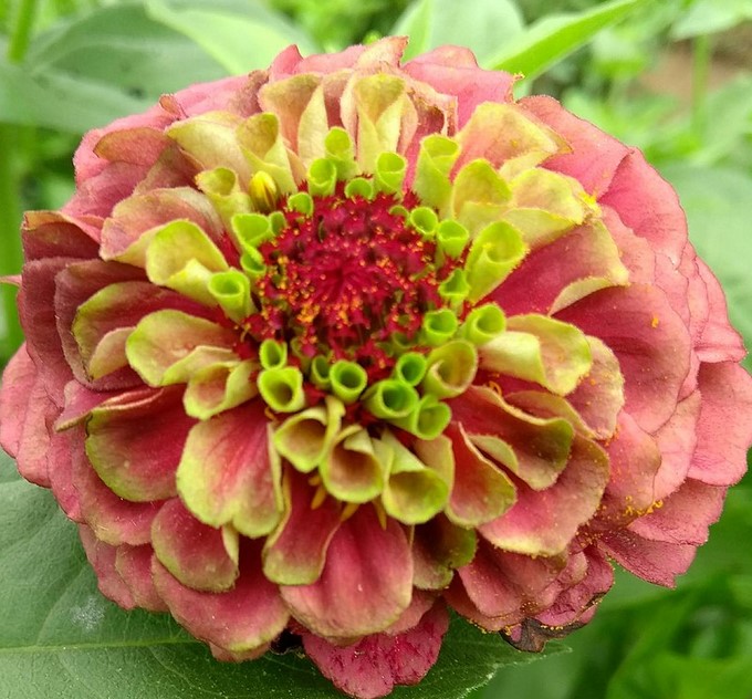 photo Zinnia