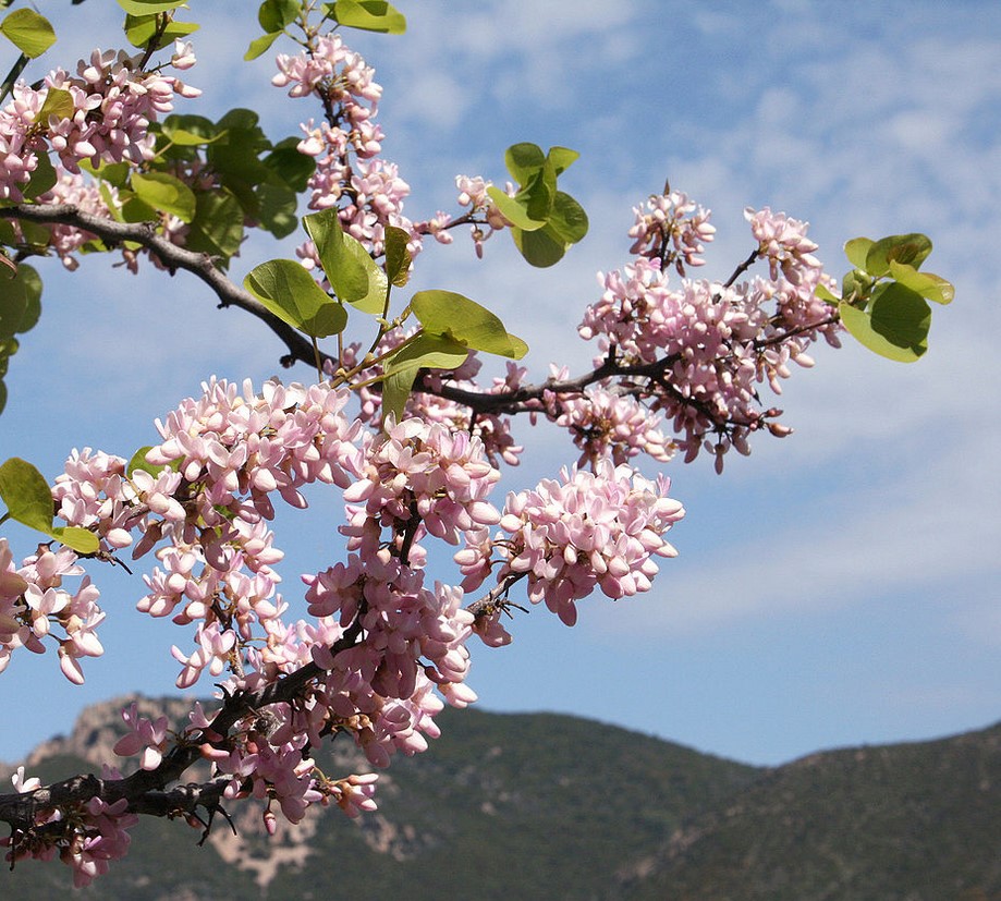 photo Arbre de Judée