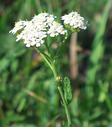 photo Achillée Millefeuille