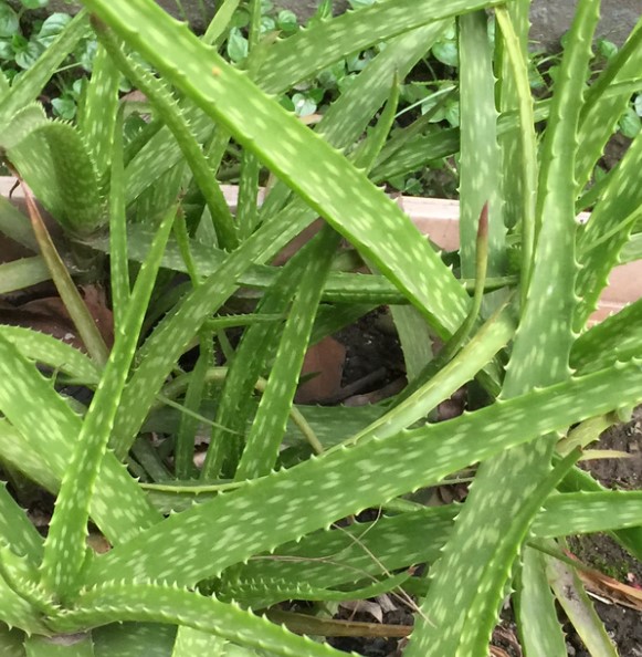 photo Aloe vera