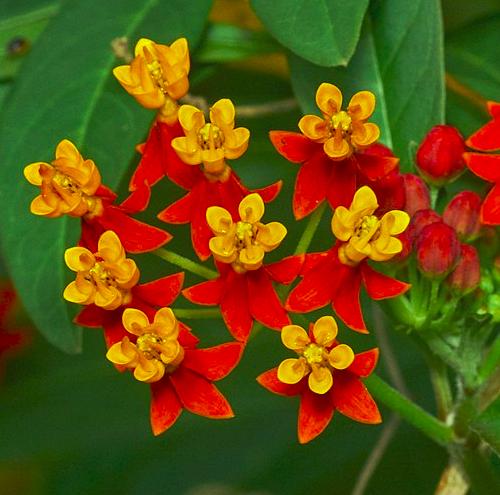 photo Asclepias