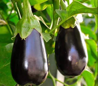 photo Aubergine