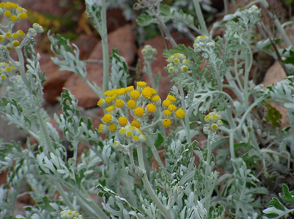 photo Séneçon cinéraire