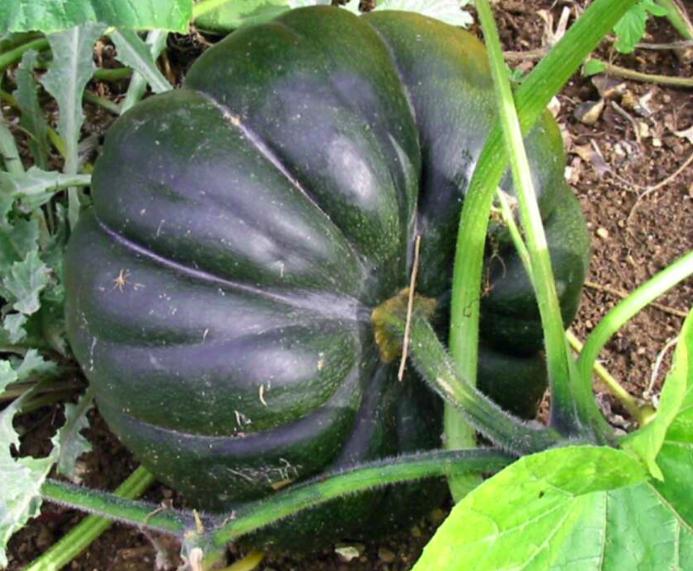 photo Courge