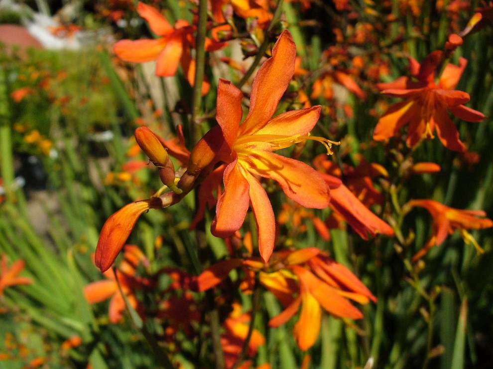 photo Crocosmia