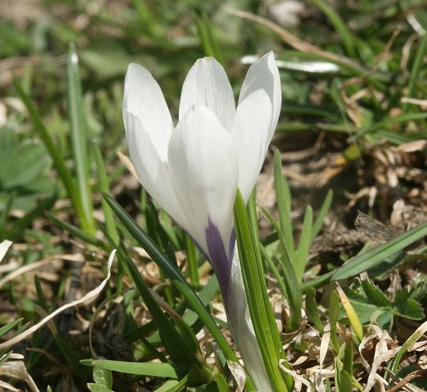 photo Crocus