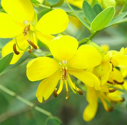 photo Faux kinkéliba