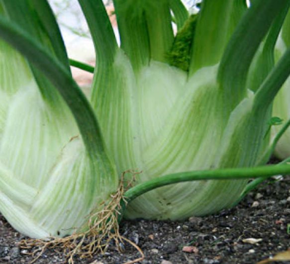 Fenouil