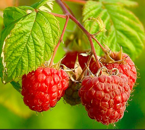 photo Framboise