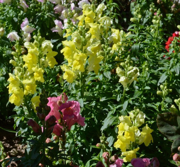 photo Gueule-de-loup