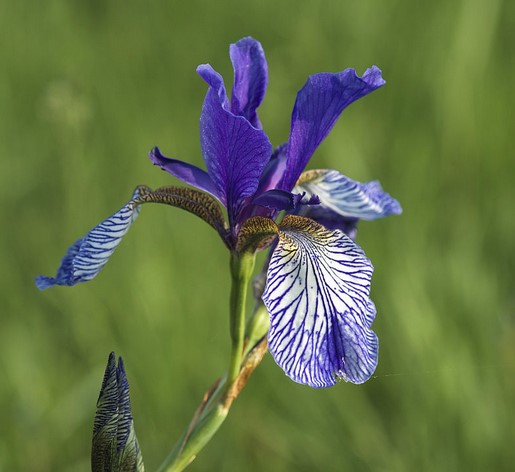 photo Iris
