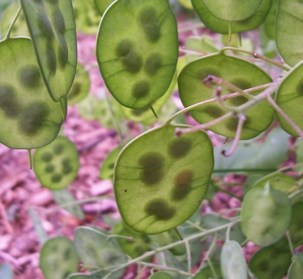 photo Monnaie du pape