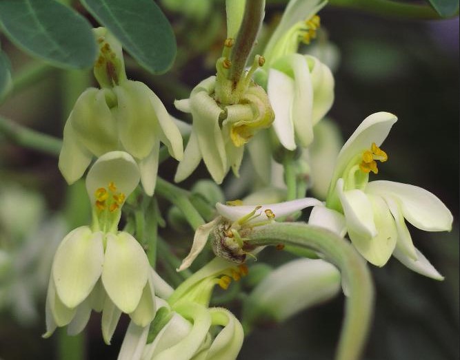 photo Moringa