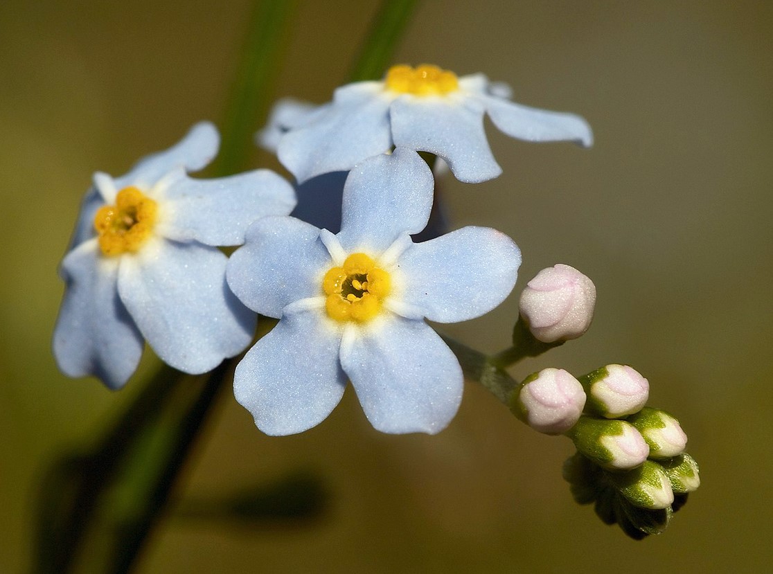 photo Myosotis