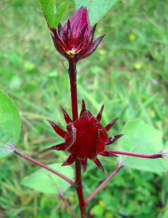 photo Oseille de Guinée