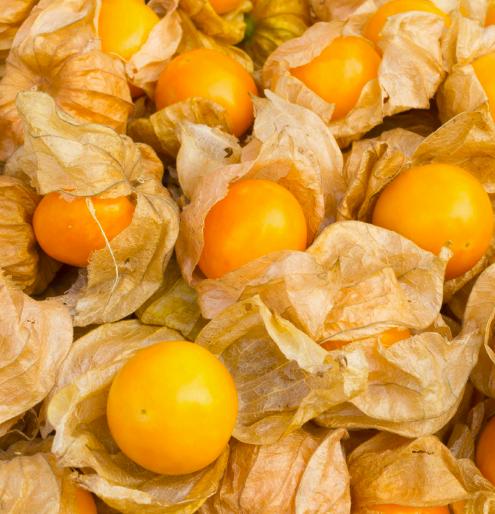 photo Physalis