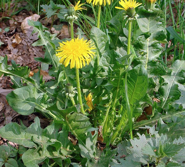 photo Pissenlit