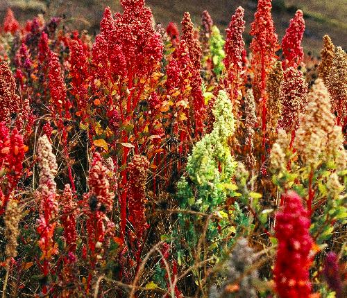 photo Quinoa