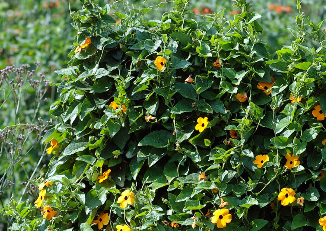 photo suzanne-aux-yeux-noirs